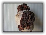 auricularia-slayt05