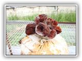 auricularia-slayt06