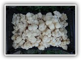 hericium10