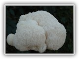 hericium11