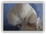 hericium13