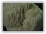 hericium3