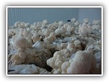 hericium4