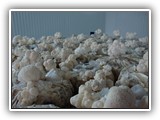 hericium5