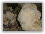 hericium6