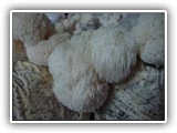 hericium8