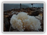 hericium9