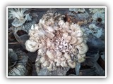 maitake1