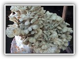 maitake10