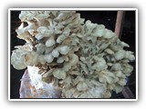 maitake13