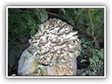 maitake2
