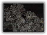 maitake4