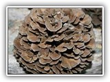 maitake5