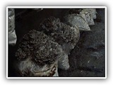 maitake8