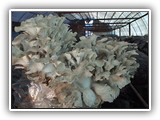maitake9