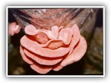 pleurotus1