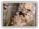 pleurotus10
