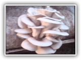 pleurotus11