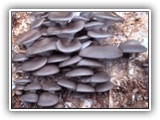 pleurotus12