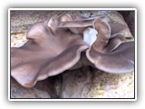 pleurotus14