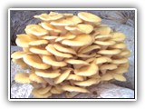pleurotus15