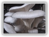 pleurotus16