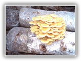 pleurotus3