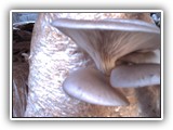 pleurotus4