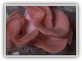 pleurotus5