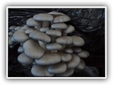 pleurotus6