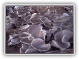 pleurotus7