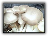pleurotus8