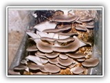 pleurotus9