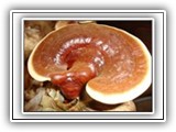 reishi1