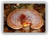 reishi11
