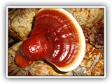 reishi2