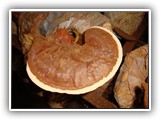 reishi3