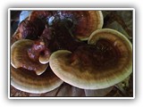reishi5
