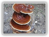reishi6