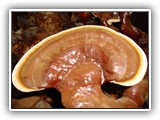 reishi7