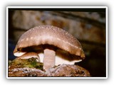 shiitake1