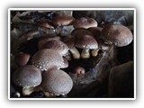shiitake10