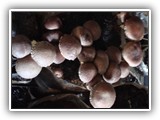 shiitake11