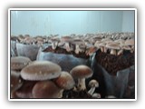 shiitake13