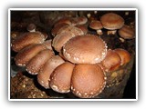 shiitake15