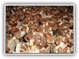 shiitake16