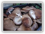 shiitake2