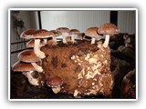 shiitake3