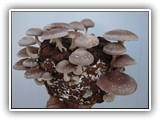 shiitake4