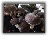 shiitake6